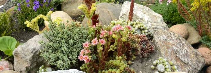 Steingarten mit verschiedenen Pflanzen